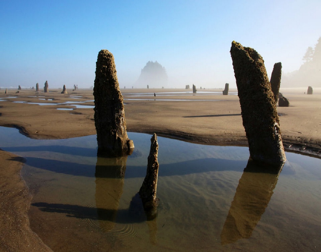 এই অঞ্চলে জলাজমিতে গাছ মরে যাওয়ার কারণ হল মাটিতে এই নুনের পরিমাণ। ঠিক মতো জল না পাওয়ার দরুন গাছগুলো মরে যাচ্ছে। এই সব অঞ্চলে বন্যার পরে যা অবশিষ্ট থাকে, সেখান থেকে তৈরি হয় 'ঘোস্ট ফরেস্ট'।