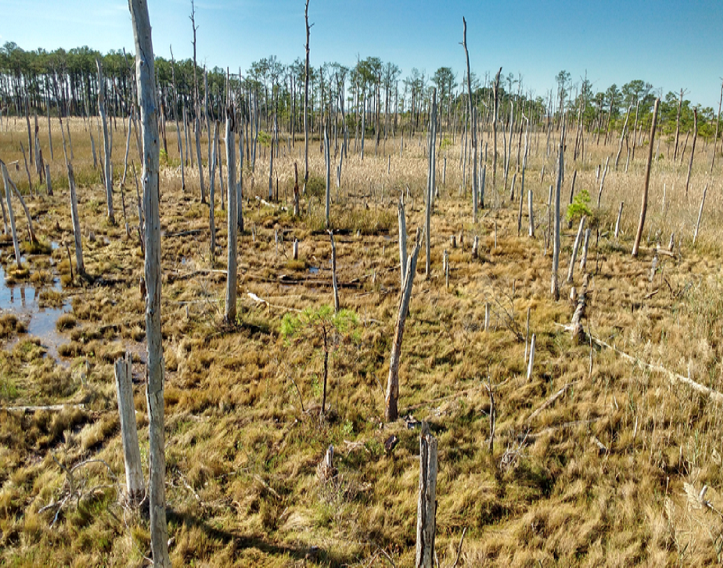 ১২০ বছর আগে ফ্লোরিডার উপকূলে ৫৭ বর্গ মাইল জুড়ে যে সমস্ত গাছ ছিল, তারাও একই ভাবে নোনা জলাভূমির প্রকোপে ঘোস্ট ফরেস্টে পরিণত হয়েছে।