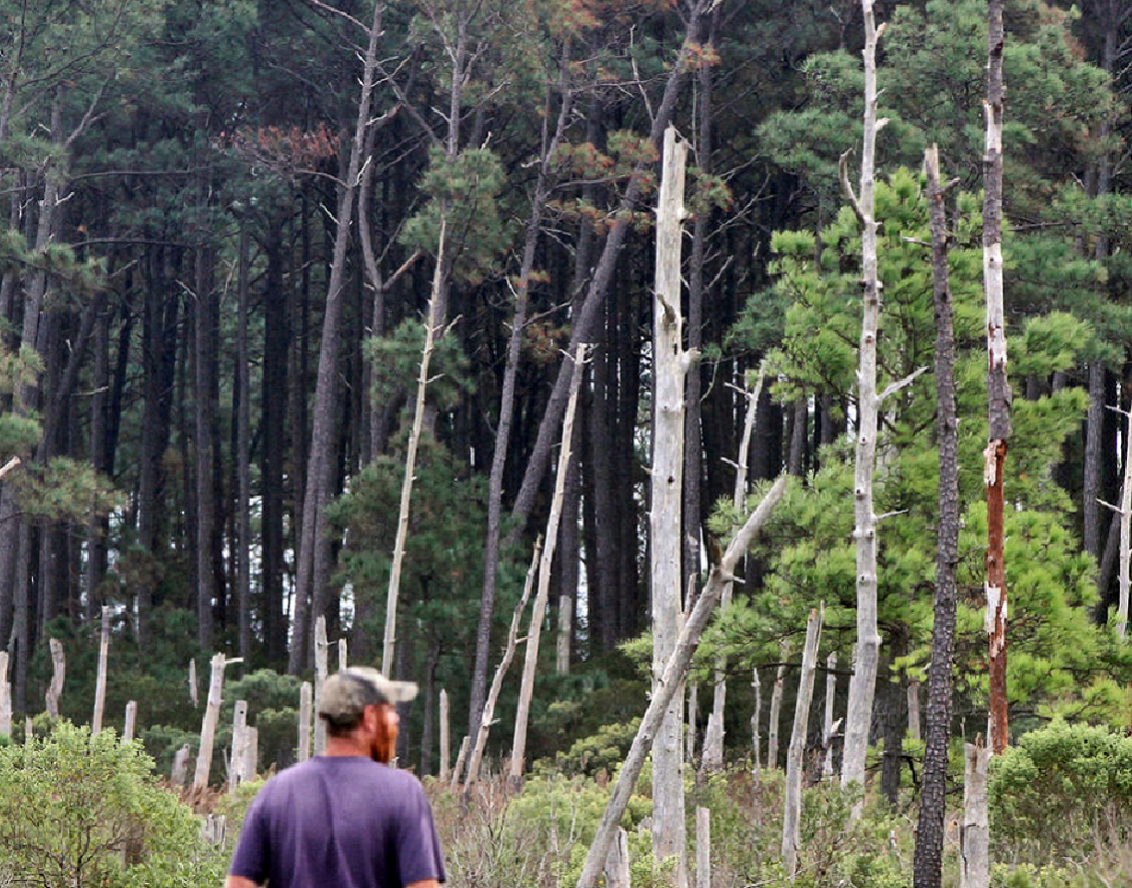 'উইলিয়াম অ্যান্ড মেরি'স ভার্জিনিয়া ইনস্টিটিউশন অব মেরিন সাইন্স'-এর অধ্যাপক ম্যাথিউ কিরওয়ানের বক্তব্য, ঘোস্ট ফরেস্ট হল জলবায়ু পরিবর্তনের ভয়াবহ ফল। কিরওয়ান জমি, উদ্ভিদ এবং তাদের উপর উষ্ণায়নের প্রভাব নিয়ে পরীক্ষা করছেন। তাঁর মতে, এর ফলে গাছের কার্বন ডাই অক্সাইড শোষণ করার ক্ষমতাও কমে যাচ্ছে।