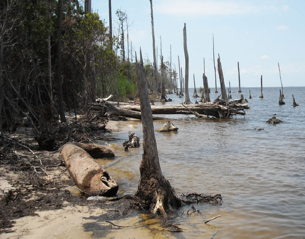 বনভূমি উষ্ণায়ন প্রতিরোধে সাহায্য করে। পরিবেশে বসবাসকারী প্রত্যেকটি জীবের মধ্যে সমতা বজায় রাখে। বিজ্ঞানীদের মতে, এই ভাবে যদি নোনা জলাভূমির ভাগ বাড়তে থাকে, তা হলে দ্রুত অরণ্যের বিনাশ ঘটবে।
