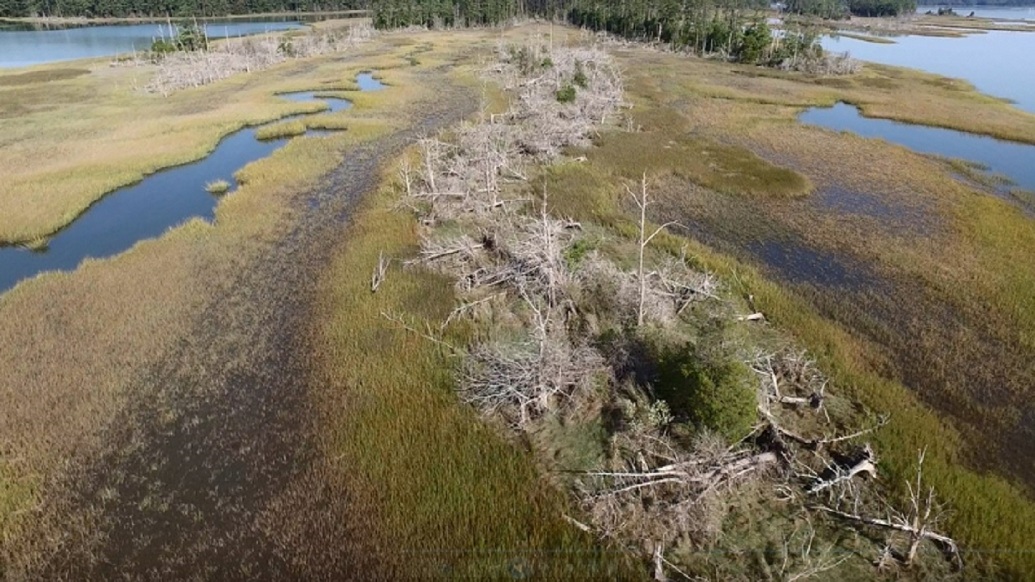 যে ভাবে ঘোস্ট ফরেস্টের সংখ্যা বেড়ে চলেছে, মাটিতে নুনের পরিমাণ বাড়ছে, তাতে জলাজমিতে নতুন ভাবে উদ্ভিদ জন্মানোর সম্ভাবনা কমে যাচ্ছে। পরেও এই মাটিতে কোনও কাজ করা যাবে না বলে আশঙ্কা করছেন বিজ্ঞানীরা।