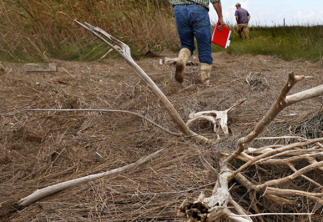 ম্যাথিউ কিরওয়ান-এর দাবি, উষ্ণায়নের প্রভাবে ভবিষ্যতে এই ধরনের ঘোস্ট ফরেস্টের সংখ্যা আরও বাড়বে। এই অঞ্চলে নতুন গাছ বসানো হলেও তেমন লাভ হবে না বলেও দাবি করেছেন তিনি।