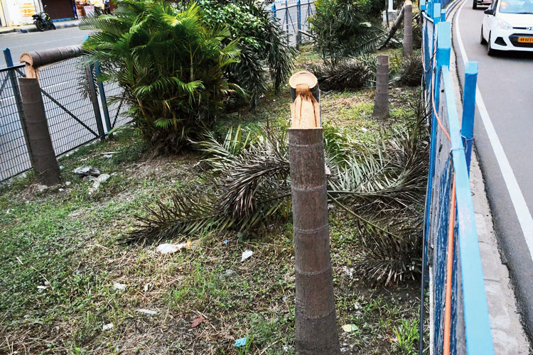  বৃক্ষচ্ছেদন: কৈখালির ভিআইপি রোডের বুলেভার্ডের উপরে থাকা একের পর এক পাম গাছে কোপ। ছবি: স্নেহাশিস ভট্টাচার্য