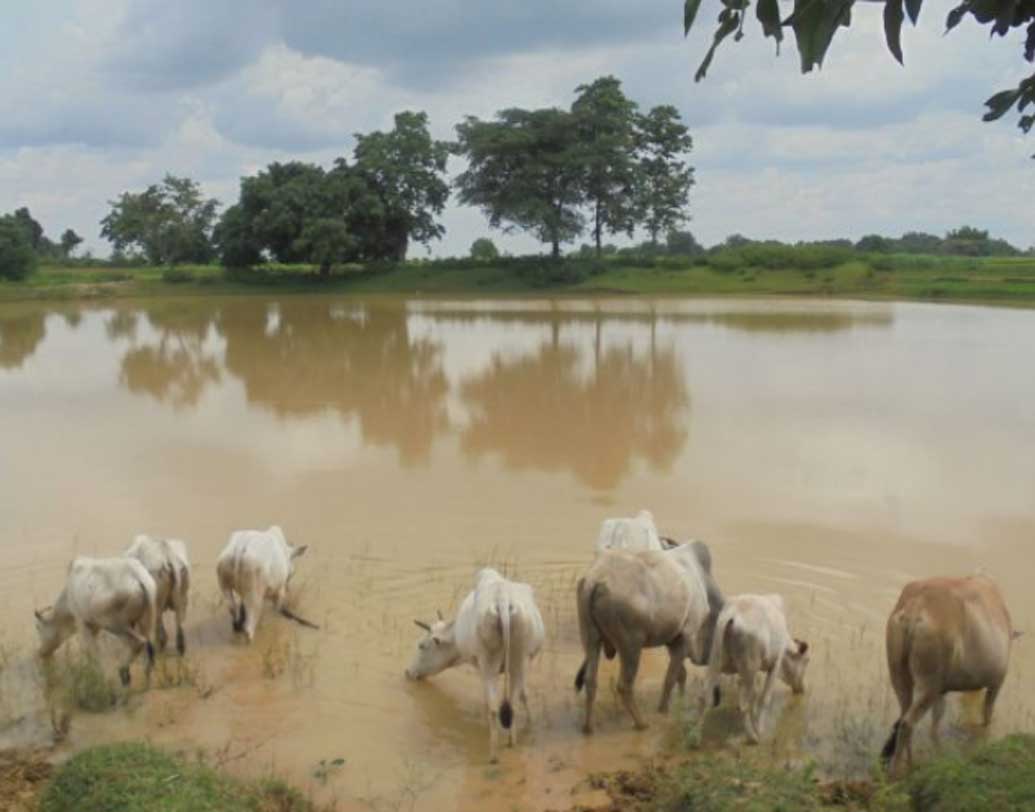 কী ফল পেলেন এই প্রচেষ্টার? রুক্ষ-শুষ্ক ভূমির ২০০০ একর জুড়ে এখন চাষাবাদ হচ্ছে। ২০ হাজার মেট্রিক টন সব্জি উৎপন্ন হচ্ছে। যে সব্জি রাঁচি, জামশেদপুরে চলে যায়।