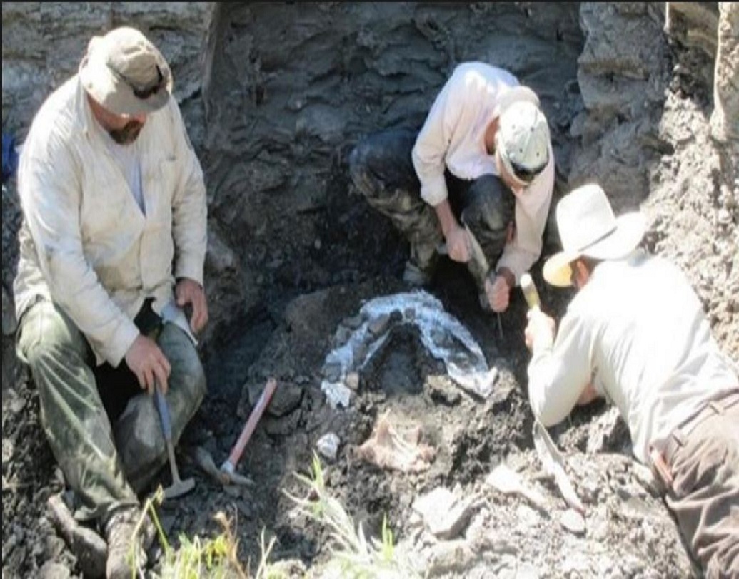 ১৯৮৯ সালে প্রথম এই জীবাশ্মটি আবিষ্কার করেন পারদু ইউনিভার্সিটির উইলিয়াম জিন্সেমিয়েস্টার। খারাপ পরিবেশ থাকার দরুন বহু বছর লেগে যায় এটি সম্পূর্ণ খুঁড়ে বার করতে। ২০১৭ সালে সম্পূর্ণ ভাবে এই জীবাশ্মটিকে উদ্ধার করা সম্ভব হয়েছে।