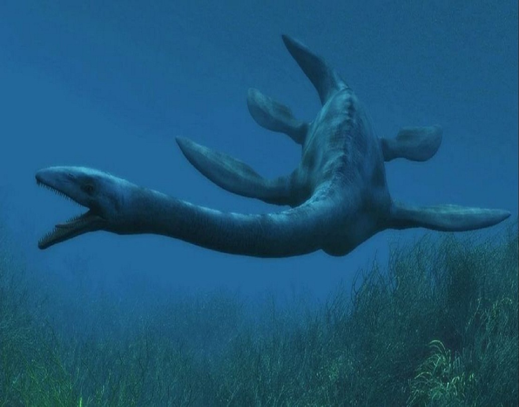 বিজ্ঞানীরা জানান, এটি একটি সামুদ্রিক সরীসৃপ, যার চারটি ফ্লিপার ছিল। এরা এলসমোসোসরিড নামক সরীসৃপ পরিবারের সদস্য।