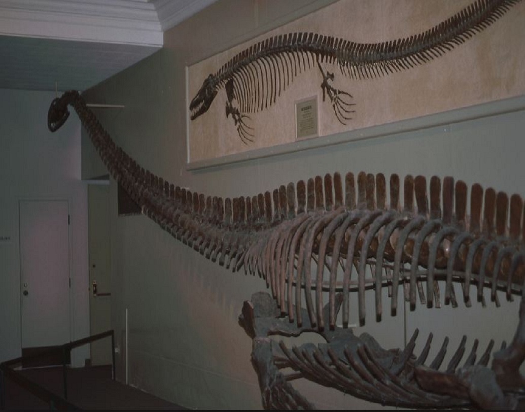 এলাসোসোসৌর গোত্রের এত বড় এলাসমসাউর জাতীয় সরীসৃপের খোঁজ এর আগে কখনও মেলেনি। এটিই প্রথম আবিষ্কৃত সম্পূর্ণ সরীসৃপ জীবাশ্ম। অনেক বছর ধরে জলে থাকার দরুন এর শরীরের অনেক অংশ ক্ষয়ে গিয়েছে।