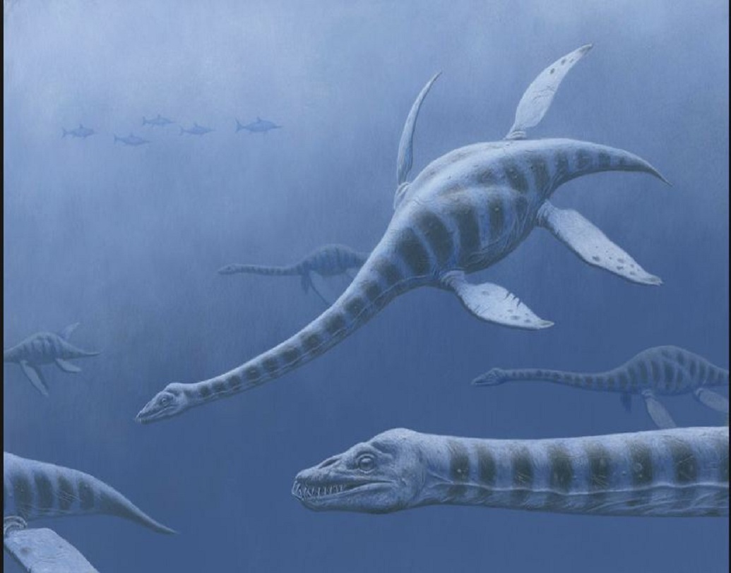 তাঁর মতে, যেহেতু এই সামুদ্রিক জীবটির লম্বা গলা, তার থেকে গবেষকদের মোটামুটি একমত হয়েছেন যে, এটি একটি প্লিজিওসৌর।