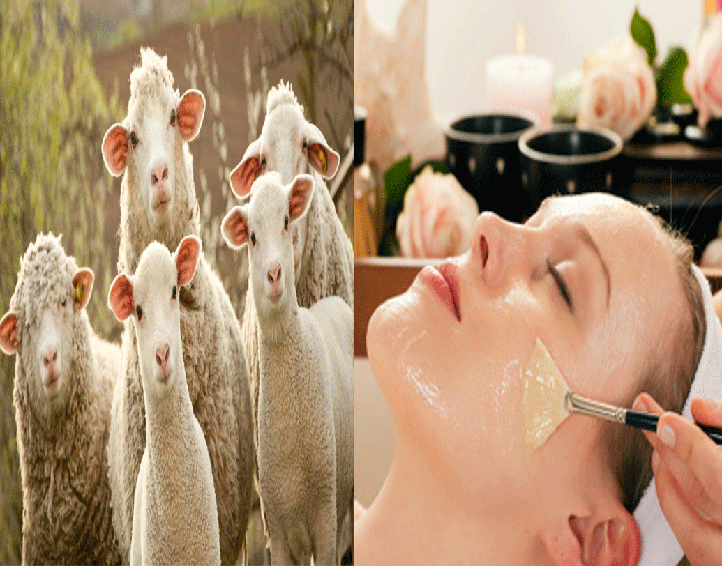 বুড়িয়ে যাওয়া ত্বক?  নিজের বয়সের থেকে বেশি মনে হচ্ছে ত্বকের বয়স?  সে রকম ক্ষেত্রে পাশ্চাত্যে বেশ প্রচলিত শিপ প্ল্যাসেন্টা ফেশিয়াল। কী হয় এতে?  স্ত্রী ভেড়ার প্ল্যাসেন্টা বা গর্ভফুল থেকে স্টেমসেল নিয়ে মেশানো হয় সিরামে। সেটা দিয়ে করা হয় ফেশিয়াল।সিরামে থাকা অ্যামিনো অ্যাসিড আর পেপটিন সাহায্য করে হারিয়ে যাওয়া জেল্লা ত্বকে ফিরিয়ে আনতে।