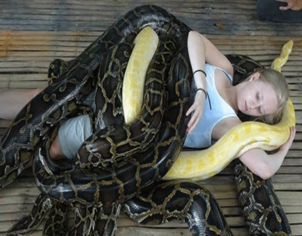 শরীরের উপরে খেলে বেড়াবে জীবন্ত ময়াল। সেই মালিশেই নাকি দূর হবে দেহমনের যাবতীয় টেনশন। চরম আতঙ্কের সরীসৃপই এনে দেবে মুশকিল আসান ফেশিয়াল।তবে আপাতত এই ভয়ঙ্কর সুন্দর সাপ মালিশ পাওয়া যায় ইজরায়েল, রাশিয়া, ফিলিপিন্স আর আমেরিকায়।                                                                                    ছবি: সোশ্য়াল মিডিয়া