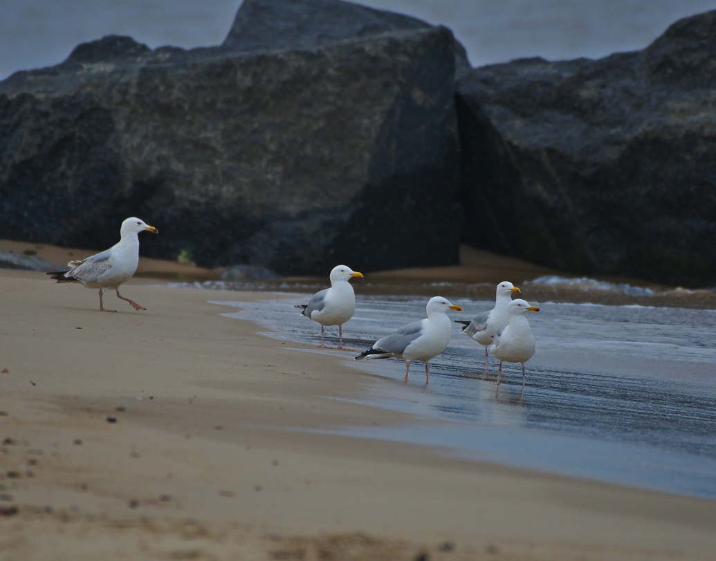 বাড়িটি বিক্রির দায়িত্ব নিয়েছেন স্ট্রাট ও পার্কার নামক দুই রিয়েল এস্টেট এজেন্ট। তাঁরা বলেন, এই দ্বীপ শুধু ঐতিহ্যে মোড়া নয়, এত বড়ো দ্বীপে খামার থাকায় যেমন দুগ্ধ জাতীয় দ্রবের ব্যবসা শুরু করাও সম্ভব। তেমনই ১.৫ মাইলের নদীর পাড় থাকায় বিভিন্ন ওয়াটার স্পোর্টস ও মাছ ধরার সুযোগও আছে।রয়েছে হেরিং সিগালদের বাসাও।