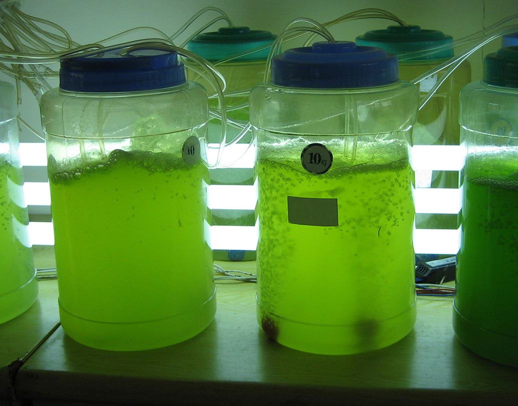 তার পর দলা পেকে যাওয়া ওই অবশিষ্টাংশ বড় একটি সিলিন্ডার ট্যাঙ্কে রাখা হয়। কয়েক ঘণ্টা পর তাতে মেশানো হয় বিশেষ ধরনের উৎসেচক। তার পর রাসায়নিকের মাধ্যমে সেটিকে গেঁজিয়ে তোলা হয়। ইথানলে দ্রবীভূত করে আরও রাসায়নিক প্রক্রিয়ার মাধ্যমে জ্বালানিতে রূপান্তরিত করা হয় ওই মিশ্রণটিকে।