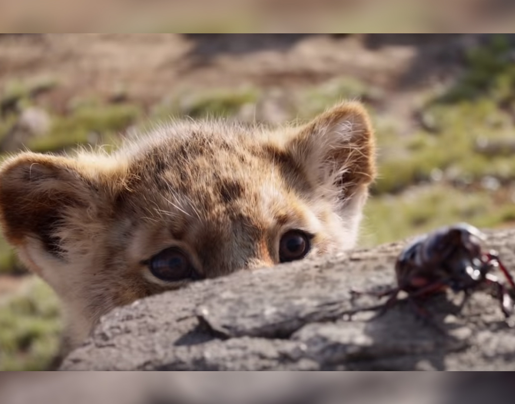ভারতেও দুর্দান্ত ব্যবসা করছে ‘দ্য লায়ন কিং’। মাত্র চারদিনে ভারতীয় বক্স অফিসে সিম্বার সংগ্রহ ৬১ কোটি ৭৫ লক্ষ টাকা। এক সপ্তাহে লভ্যাংশ পৌঁছবে ৮০ কোটি টাকায়। অনুমান বিশেষজ্ঞদের। এখনও অবধি ভা্রতে মুক্তি পাওয়া হলিউডের সিনেমার মধ্যে তৃতীয় ছবি হিসেবে ‘দ্য লায়ন কিং’ ৫০ কোটির গণ্ডি পেরোল প্রথম সপ্তাহেই। হৃতিক রোশনের ‘সুপার ৩০’ এবং শাহিদ কপূরের ‘কবীর সিংহ’-এর সঙ্গে পাল্লা দিয়ে বক্স অফিসে নিজের জায়গা করে নিয়েছে সিম্বা।