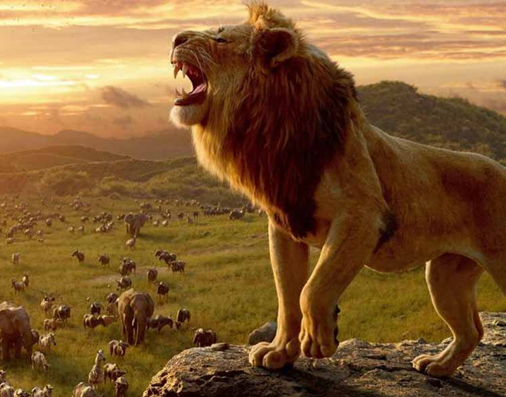 মুক্তির দিন অর্থাৎ ১৯ জুলাই লায়ন কিং ভারতে ব্যবসা করেছে ১১.০৬ কোটি টাকার। তার পরের দিন শনিবার এই পরিমাণ ছিল ১৯.১৫ কোটি এবং রবিবার ২৪.৫৪ কোটি টাকা।