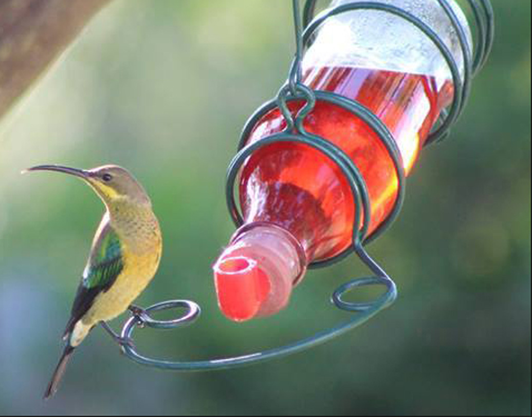 এর ফলে শুধু মানুষই নয়, জীবজগতেরও ব্যাপক ক্ষতি হবে। প্রচুর উদ্ভিদ এবং প্রাণী জলের অভাবে মারা যাবে। ফলে ভারসাম্য হারিয়ে ফেলবে বিশ্ব। ক্রমশ ধ্বংসের দিকে এগিয়ে যাবে পৃথিবী।