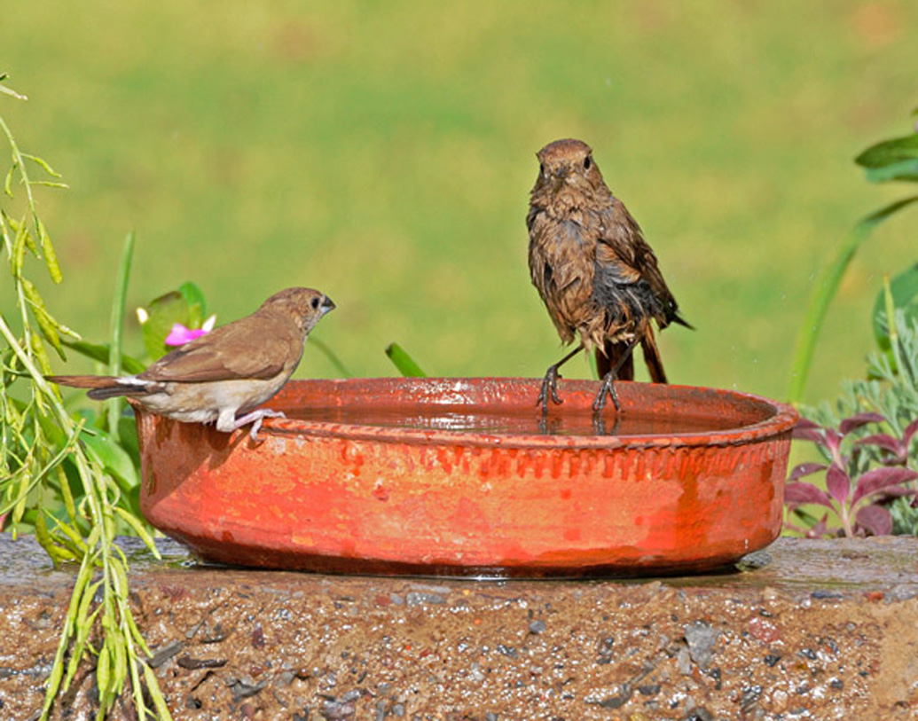 ধ্বংসের প্রক্রিয়া যে ইতিমধ্যে শুরু হয়ে গিয়েছে, চলতি বছরে এ দেশের বিভিন্ন রাজ্যের দিকে তাকালেও তার প্রমাণ মিলছে। পশ্চিমবঙ্গের বিভিন্ন জেলা, চেন্নাইয়ের মতো শহরে ক্রমশ তীব্র হচ্ছে জলকষ্ট।