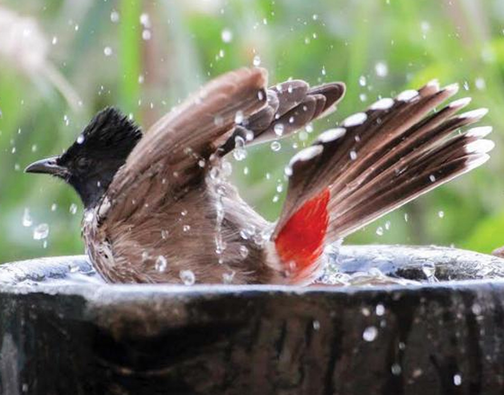এ রকম পরিস্থিতিতে জীবজগতের ভারসাম্য রক্ষার উদ্দেশে অভিনব পদক্ষেপ করল সংযুক্ত আরব আমিরশাহি। পাখিদের জন্য পানীয় জলের ব্যবস্থা করল তারা।