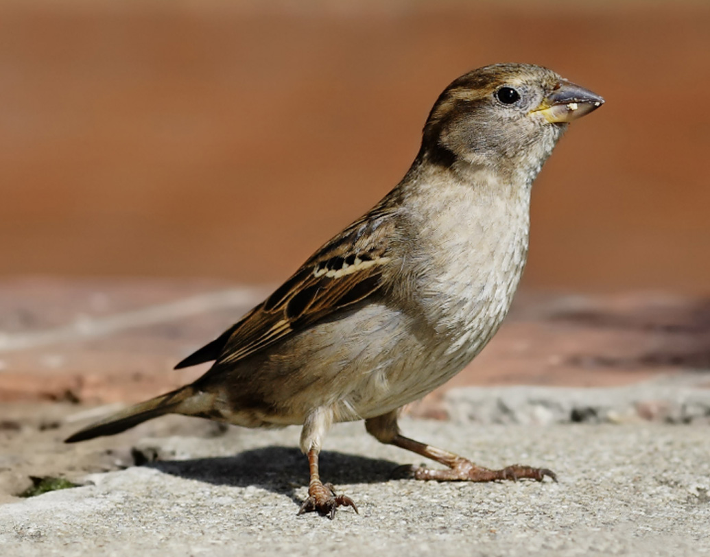 মানুষ খরচ করে জল কিনে খান। কিন্তু পাখিরা? তাদের তো অর্থ নেই। ফলে জল পান করা পাখিদের ক্ষেত্রে খুবই সমস্যার হয়ে দাঁড়িয়েছে এখানে। অথচ প্রকৃতির ভারসাম্য রক্ষা করতে পাখিরা অপরিহার্য। এই সমস্যা দূর করতে অভিনব উদ্যোগ নিল সংযুক্ত আরব আমিরশাহি।