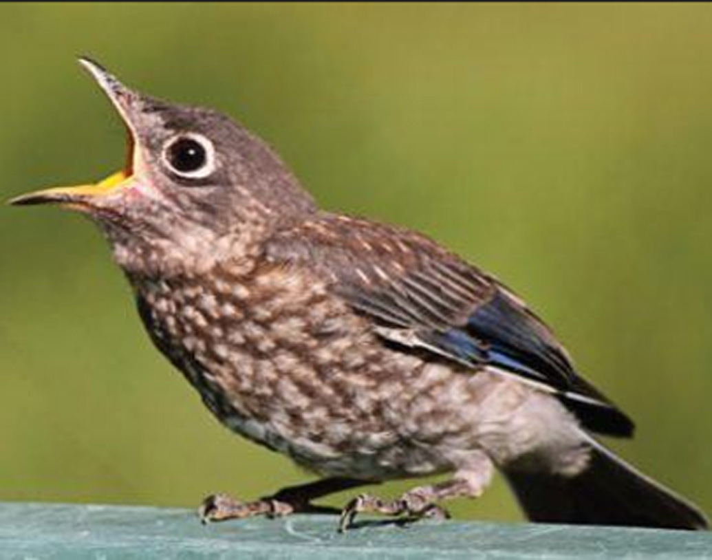 শারজা জেলা এবং দিব্বা অল হিসন মিউনিসিপ্যালিটির সহযোগিতায় পাখিদের জন্য পানীয় জলের ব্যবস্থা করা হয়েছে।