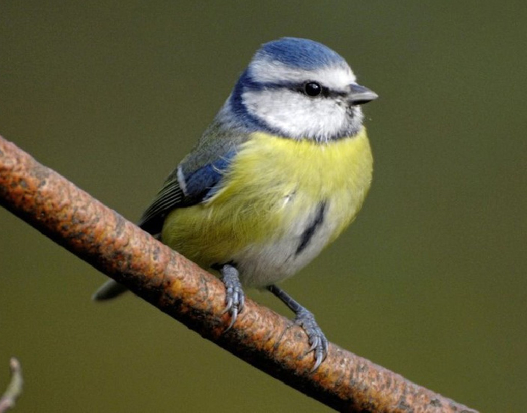 শারজা জেলা এবং গ্রাম বিষয়ক দফতরের সহযোগিতায় ৪০০টি পাত্রের ব্যবস্থা করা হয়েছে। যেগুলোতে পাখিদের জন্য পানীয় জল রাখা হবে।