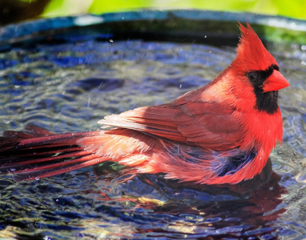 শহরের বিভিন্ন জায়গায় এই জলভর্তি পাত্র রাখা থাকবে। পাখিরা প্রয়োজনে যখন তখন সেই জল খেতে পারবে।
