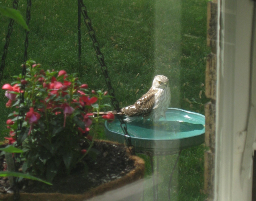 পাত্রগুলোর উপর নজরদারিও রাখার দায়িত্ব দিব্বা অল হিসন মিউনিসিপ্যালিটির। পাত্র ফুটো বা ভেঙে যাচ্ছে কি না, বা পাত্রে পর্যাপ্ত পরিমাণ জল রয়েছে কি না তা দেখার দায়িত্ব ওই মিউনিসিপ্যালিটির।