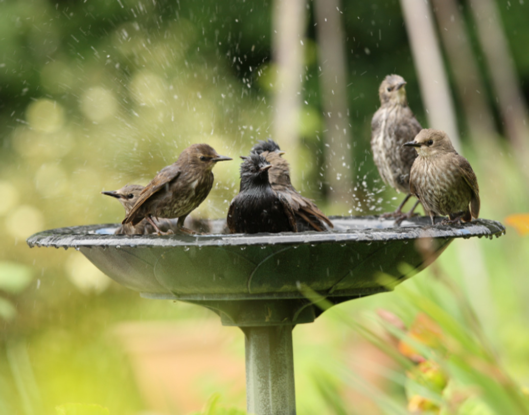 ওই মিউনিসিপ্যালিটি সূত্রে খবর, এর জন্য প্লাস্টিকের পাত্রের ব্যবস্থা করা হয়েছে। প্লাস্টিকের পাত্রগুলোর আকার এমনই রাখা হয়েছে, যাতে জল খেতে পাখিদের কোনও অসুবিধা না হয়।