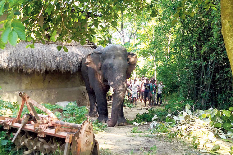 ঝাড়গ্রামের বেলিয়াবেড়া ব্লকের জোড়াকুসমা গ্রামে ঢুকে পড়া হাতি। নিজস্ব চিত্র