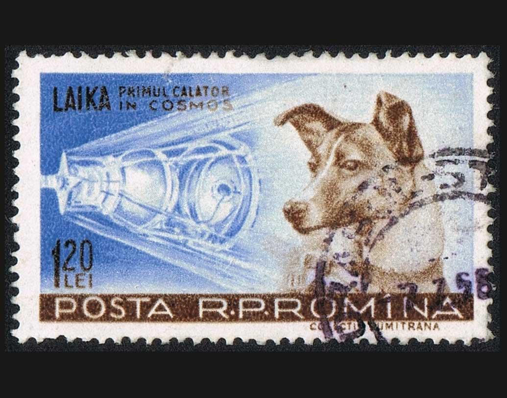 প্রশিক্ষণ দেওয়ার সময় আরও কিছু নাম দেওয়া হয়েছিল তাকে। একটা নাম ছিল ‘কুদ্রায়ভকা’। যার অর্থ ছোট্ট কোঁকড়া চুলো। আরেক নাম ছিল ‘ঝুচকা’, মানে ছোট্ট পোকা। এ ছাড়া ছিল ‘লিমোনচিক’, যার অর্থ ছোট্ট লেবু। সে সব নাম চাপা পড়ে গিয়েছে। বিশ্বের কাছে সে পরিচিত ‘লাইকা’ নামেই।