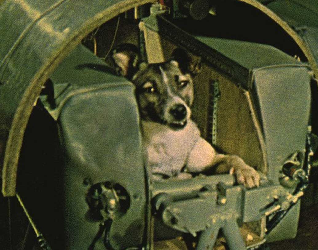 ‘লাইকা’-র প্রজাতি নিয়ে নিশ্চিত কিছু জানা যায় না। সে সম্ভবত ছিল মিশ্র প্রজাতির। তার আগে আমেরিকা ও সোভিয়েত রাশিয়া দু’টি দেশই পৃথিবীর বাইরে কুকুর পাঠিয়েছিল। কিন্তু তাদের পাঠানো হয়েছিল সাব-অরবিটাল ফ্লাইটে। লাইকা-ই প্রথম কুকুর যাকে পাঠানো হয়েছিল পৃথিবীর কক্ষপথে।