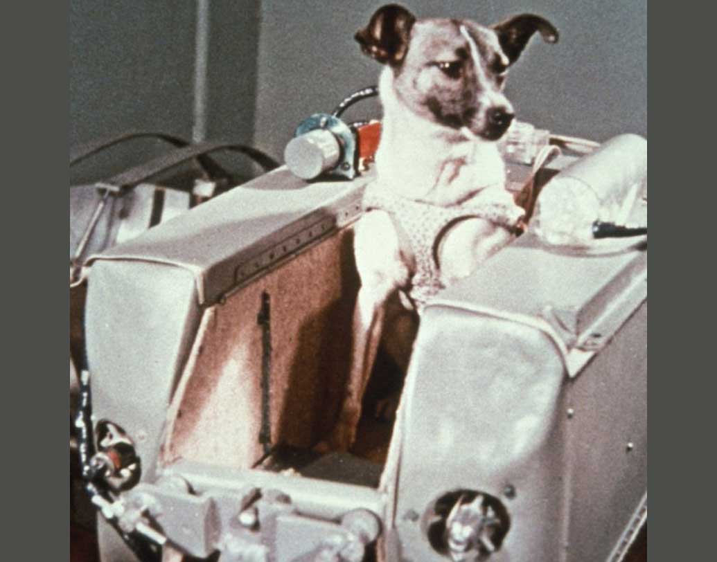 লাইকার সঙ্গে প্রশিক্ষণ দেওয়া হয়েছিল ‘অ্যালবিনা’ ও ‘মুশকা’ নামের আরও দু’টি কুকুরকে। লাইকা-র ব্যাক আপ হিসেবে। তিনটি কুকুরকে স্পুটনিক-২-এর যাত্রার আগে কঠোর প্রশিক্ষণের মধ্যে দিয়ে যেতে হয়েছিল। তাদের রাখা হয়েছিল অত্যন্ত ছোট খাঁচার ভিতরে। যাতে মহাকাশযানে থাকার অভ্যাস তৈরি হয়।