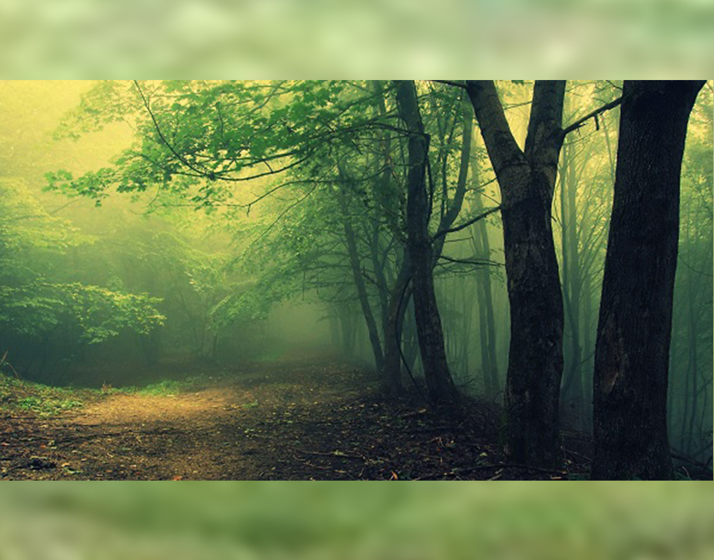 রোমানিয়ার ট্র্যান্সেলভেনিয়ার ক্লাজ নাপোকা শহরে প্রায় ২৫০ হেক্টর জায়গা জুড়ে দাঁড়িয়ে রয়েছে এই জঙ্গল।