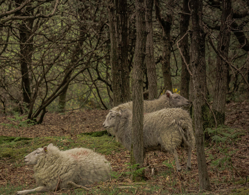 প্রচলিত আছে, অনেক বছর আগে এক মেষপালক প্রায় ২০০ ভেড়া চড়াতে ওই বনে প্রবেশ করে। কিন্তু আর কখনই ফিরে আসেনি তারা। জঙ্গলের গোলকধাঁধায় কোথায় যে হারিয়ে গেছে কেউ জানে না।