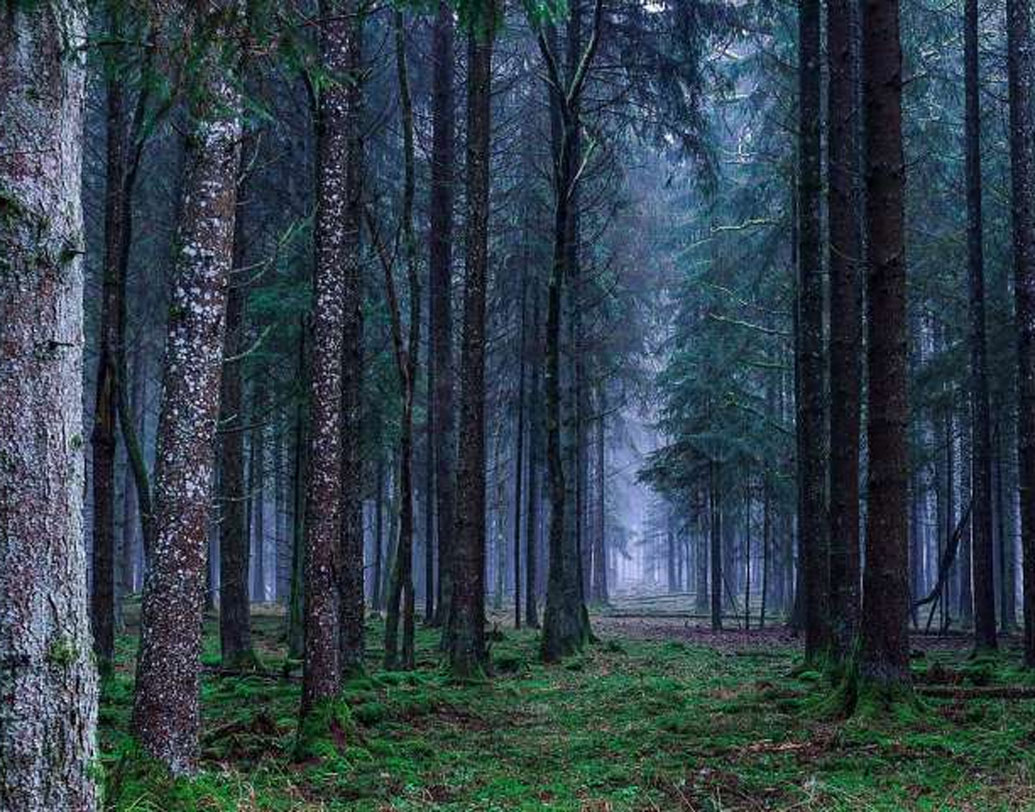 বিজ্ঞানীরা বিভিন্ন পরীক্ষা করে দেখেছেন এই বনে অস্বাভাবিক মাত্রায় তেজস্ক্রিয় বিকিরণ হয়ে থাকে।এ ছাড়াও এখানে চুম্বকীয় এবং তড়িৎচুম্বকীয় ক্ষেত্রের বেশ কিছু বিচ্যুতি রয়েছে।