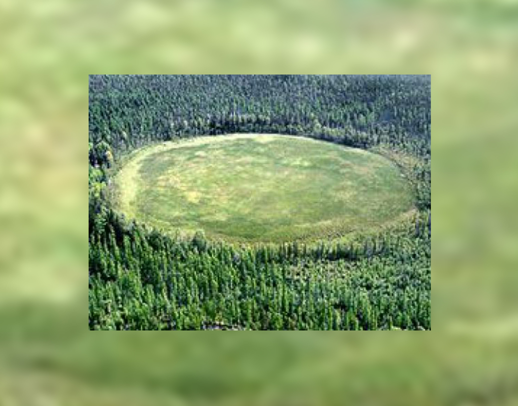 এই জঙ্গলে এমন একটি জায়গা রয়েছে যেখানে কোনদিনও কোনও গাছ অথবা লতা গুল্ম জন্মাতে দেখা যায়নি। বিজ্ঞানীরা এখানকার মাটি নিয়েও পরীক্ষা করে দেখেছেন। তবে মাটিতেও এমন কোনও অস্বাভাবিকতা চোখে পড়েনি যা গাছ জন্মানোর পরিপন্থী।