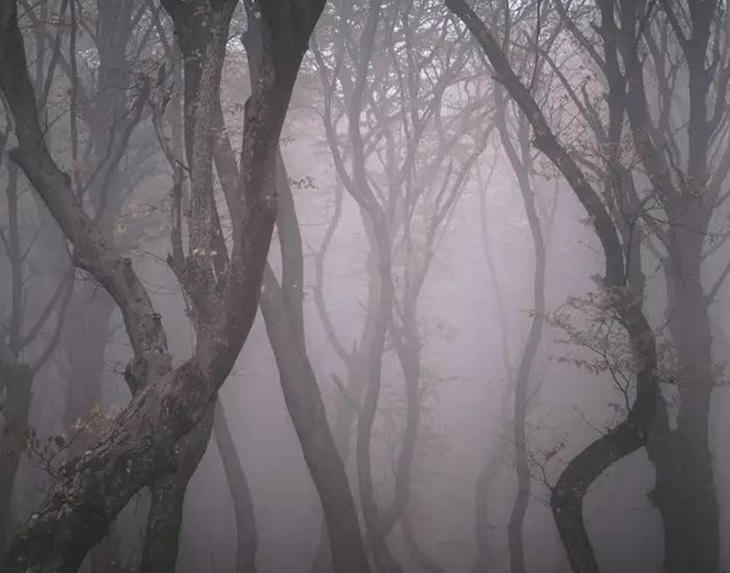 সত্যিই কি ওই জঙ্গল ভুতুড়ে? উত্তর খুঁজতে অনেক বিজ্ঞানী নিরন্তর গবেষণাচালিয়েছেন কারও মতে এ মানুষের আজগুবি কল্পনা আবার কেউ কেউ বনের গহনে দেখেছেন ছায়ামূর্তি, চাপা ফিসফাস।তবে আজও সারা দুনিয়ার চোখে ভুতুড়ে হয়েই রয়ে গিয়েছে ট্রান্সসিলভানিয়ার এই জঙ্গলটি।