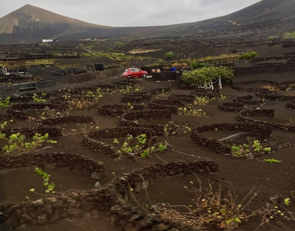 স্থানীয় বাসিন্দাদের কথায়, এক সময় কৃষিকাজই লাঞ্জারতের মানুষের প্রধান জীবিকা ছিল। কিন্তু অগ্ন্যুৎপাতের পর সমস্ত উর্বর জমি নষ্ট হয়ে গেলে দিশাহারা হয়ে পড়েন স্থানীয়রা। কিন্তু কালো ছাই এবং পাথুরে জমিতেও বিশেষ কিছু গাছ বেড়ে উঠতে পারে বলে পরে বুঝতে পারেন তাঁরা।