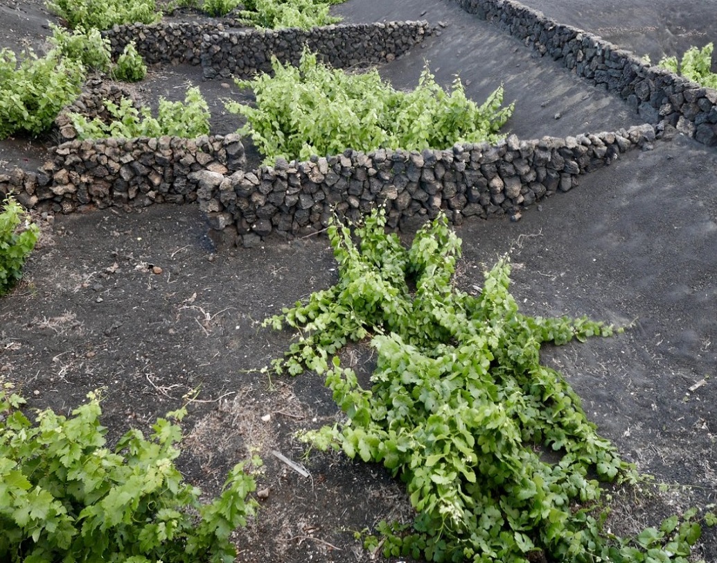 কিন্তু তাতেও বাধা আসে। অতলান্তিকের প্রবল হাওয়ায় আঙুর গাছের নরম ডাল ভেঙে যাওয়ার আশঙ্কা দেখা দেয়। এমনকি মাটি সুদ্ধ গাছ উপড়ে যাওয়ারও পরিস্থিতি তৈরি হয়। তা থেকে বাঁচতে অভিনব উপায় খুঁজে বার করেন স্থানীয় কৃষকরা।
