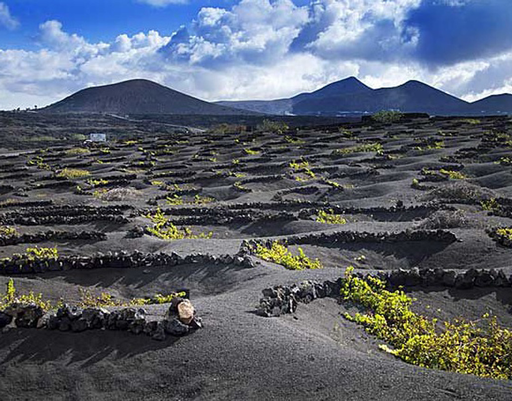 চারাগাছ পোঁতার আগে বেশ খানিকটা জায়গা জুড়ে অগভীর চ্যাপ্টা আকারের গর্ত খুঁড়ে তার মধ্যে গাছ বসাতে শুরু করেন তাঁরা। এর ফলে গাছকে না ছুঁয়ে হাওয়া গর্তের উপর দিয়ে বেরিয়ে যায়। অগ্ন্যুৎপাতের ফলে যে পাথরের স্তূপ গড়ে উঠেছিল যত্রতত্র, সেখান থেকে পাথর নিয়ে ওই গর্তের চারিদিকে দেওয়ালও তুলে দেওয়া হয়। তবে উচ্চতা এমন রাখা হয়, যাতে গাছের উপর ছায়া না পড়ে কোনও ভাবে।