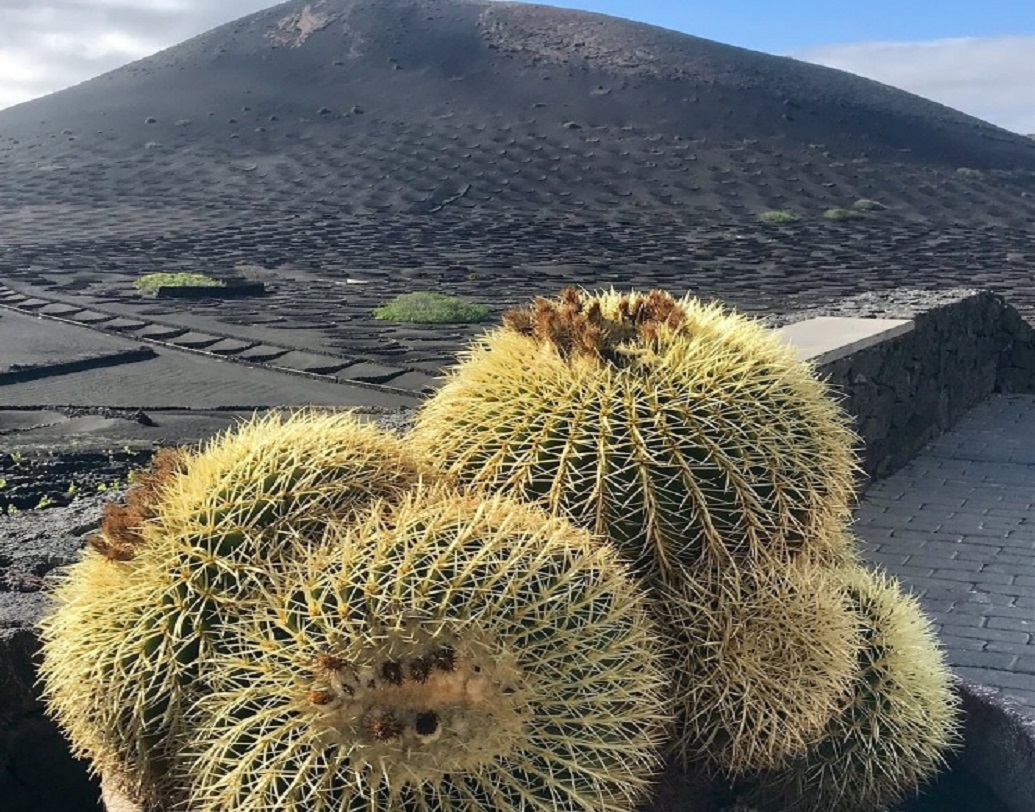সেই থেকে এ ভাবেই একের পর এক আঙুর খেত গড়ে উঠেছে লাঞ্জারত দ্বীপে। এগুলিকে ঘিরে রমরমা বেড়েছে ওয়াইন ব্যবসার। স্বাদে-গন্ধে বিশ্বের অন্য ওয়াইনের থেকে যা একেবারেই আলাদা। আবার দামও তুলনামূলক কম। ক্যানারি দ্বীপপুঞ্জ, স্পেন তো বটেই, আমেরিকা এবং ইউরোপের বিভিন্ন দেশেও এই দ্বীপে তৈরি ওয়াইন যথেষ্ট জনপ্রিয়।