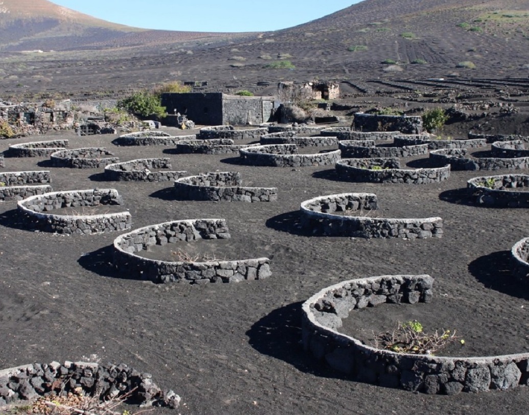 এই মুহূর্তে ওয়াইনের জন্য বিশ্ব জুড়ে সুনাম রয়েছে ইতালির তাস্কানির। তবে স্বাদে, গন্ধে তাদের টেক্কা দিতে প্রস্তুত লাঞ্জারত দ্বীপে তৈরি বিভিন্ন সংস্থার ওয়াইন।
