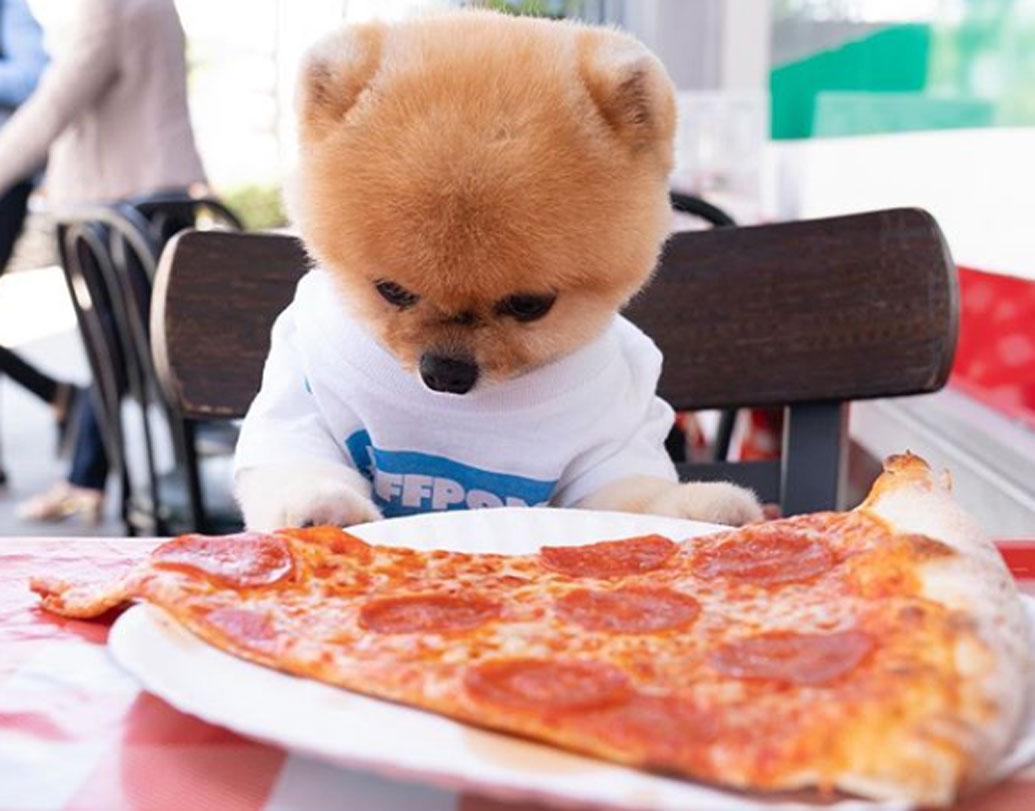 ইনস্টাগ্রামের একটা অ্যাকাউন্ট। আর তাতেই মজেছেন আট থেকে আশি। ভাবছেন কে সেই মানুষ? না, জাতিতে মানুষ না হলেও তার আদর ও জনপ্রিয়তা তুঙ্গে। প্রতি দিন তার রোজনামচা ও নিত্যনতুন কসরত দেখতে দলে দলে মানুষ ভিড় করেন।