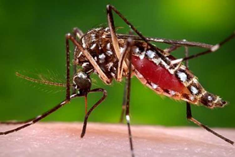 State health department forms observer team to oversee Dengue treatment