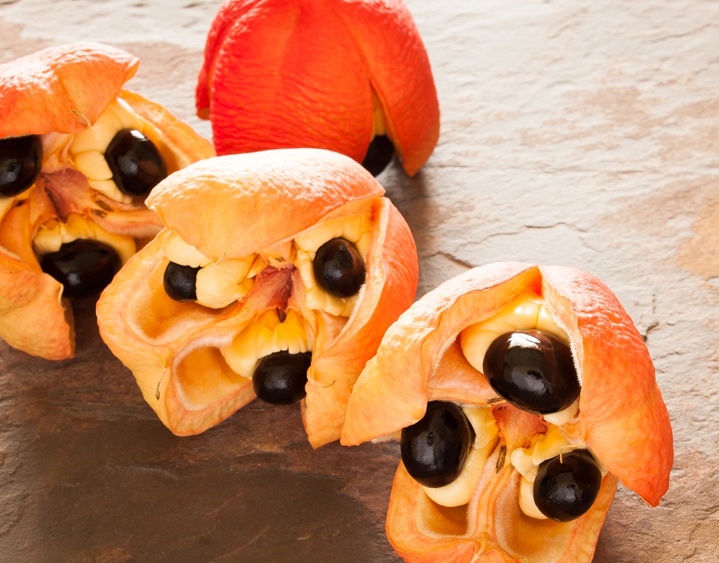 জামাইকার জাতীয় ফল অ্যাকি নিষিদ্ধ মার্কিন যুক্তরাষ্ট্রে। কেন জানেন? পাকা অবস্থায় এই ফল খেলে কোনও ক্ষতি না হলেও কাঁচা অবস্থায় এই ফল কোনও ভাবে খেয়ে নিলে বমি, নানা ধরনের অসুখ এমনকি মৃত্যুও হতে পারে।