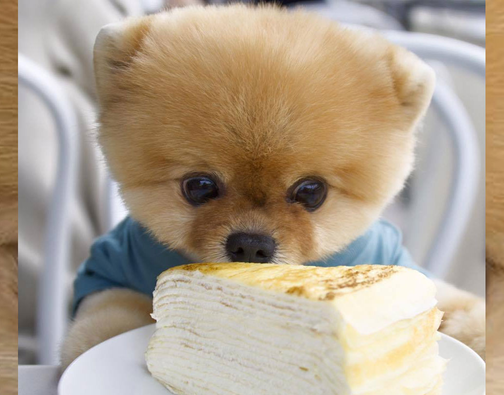 জিফপম: শুধু মানুষই নয়, এই ছোট আকারের পমেরিয়ানও একজন টিকটক স্টার। ফলোয়ার? ১ কোটি ৯০ লক্ষেরও বেশি। সোশ্যাল মিডিয়ায় জনপ্রিয়তার নিরিখে অক্ষয় কুমারকে ছুঁয়ে ফেলেছে। অক্ষয়ের ইনস্টাগ্রাম ফলোয়ারের সংখ্যা এক কোটি ৯০ লক্ষ। এ ভাবে চলতে থাকলে আশা করা যায়, সোশ্যাল মিডিয়া ফলোয়ার সংখ্যার বিচারের আলিয়া ভট্টর সমান হতে খুব বেশি দিন লাগবে না জিফপমের।