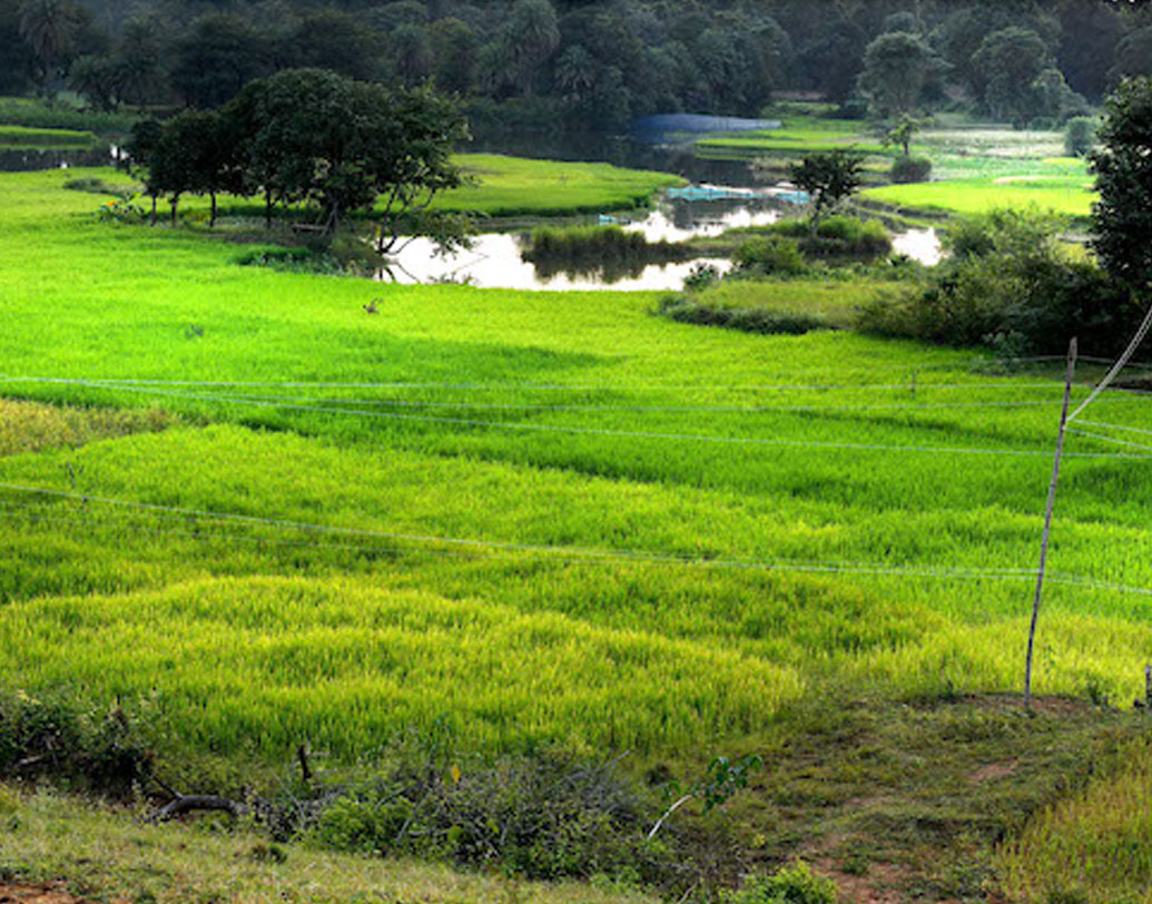 ঝাড়খণ্ডের সড়মা গ্রামের গানসুর বাবাও ছিলেন কৃষক। চাষ করতেন ৯ একর জমিতে। কিন্তু বড় জমি হলে কী হবে!  অনুর্বতার কারণে ফলন আশানুরূপ ছিল না। ফলে বড় সংসারের মুখে সারা বছর খাবার জোটাতে পারতেন না। বাবার পাশে দাঁড়াতে পরিবারের বড় ছেলে গানসু দ্বাদশ শ্রেণির পরে পড়াশোনার পাট চুকিয়ে দিলেন।