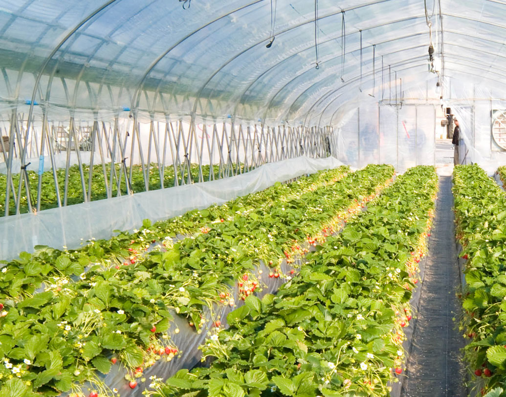 প্রশিক্ষণফেরত গানসু পুরোপুরি জৈব পদ্ধতিতে কৃষিকাজ শুরু করে দিলেন। প্রথমেই সরিয়ে রাখলেন রাসায়নিক সার। জমিকে দিলেন গোবর-সার। উর্বর মাটিতে দ্রুতগতিতে বাড়ল ফলন।