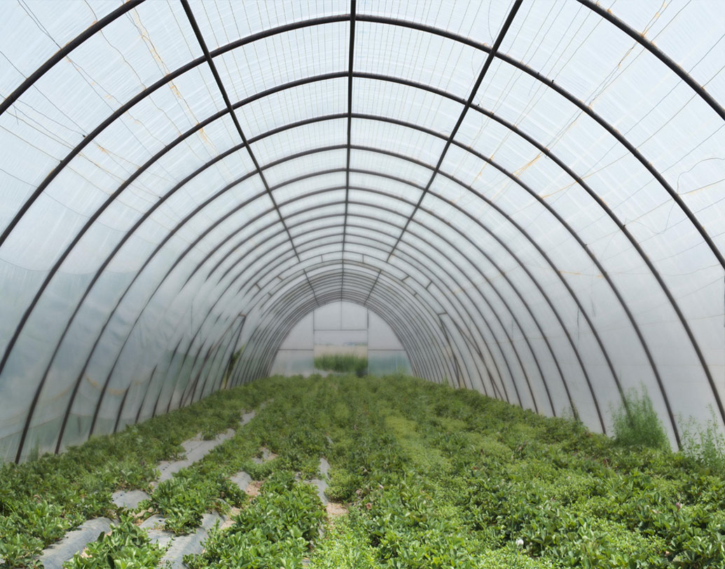 কৃষিঋণ নিয়ে আমূল বদলে ফেললেন জমির সেচ ব্যবস্থা। তৈরি করলেন গ্রিন হাউজ এবং পলি হাউজ। পলি হাউজের সাহায্যে এক সঙ্গে বহু রকমের সবজি ফলানো যায়।