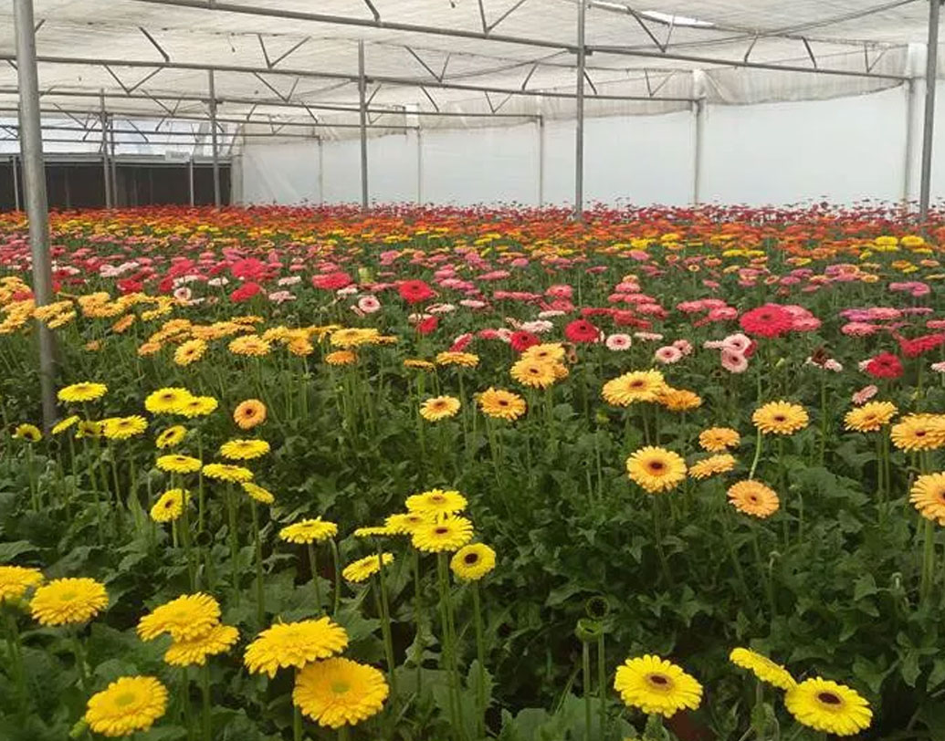 ধীরে ধীরে রকমারি ফসল চাষ শুরু করলেন তিনি। প্রথমে তরমুজ, তারপরে ক্যাপসিকাম, এরপর বেগুন, টমেটো, শশা। তারপর জারবেরা ফুল। গানসুর বার্ষিক টার্ন ওভার দাঁড়াল ৫০ লক্ষ টাকা। লভ্যাংশ ২০ লক্ষ টাকা।