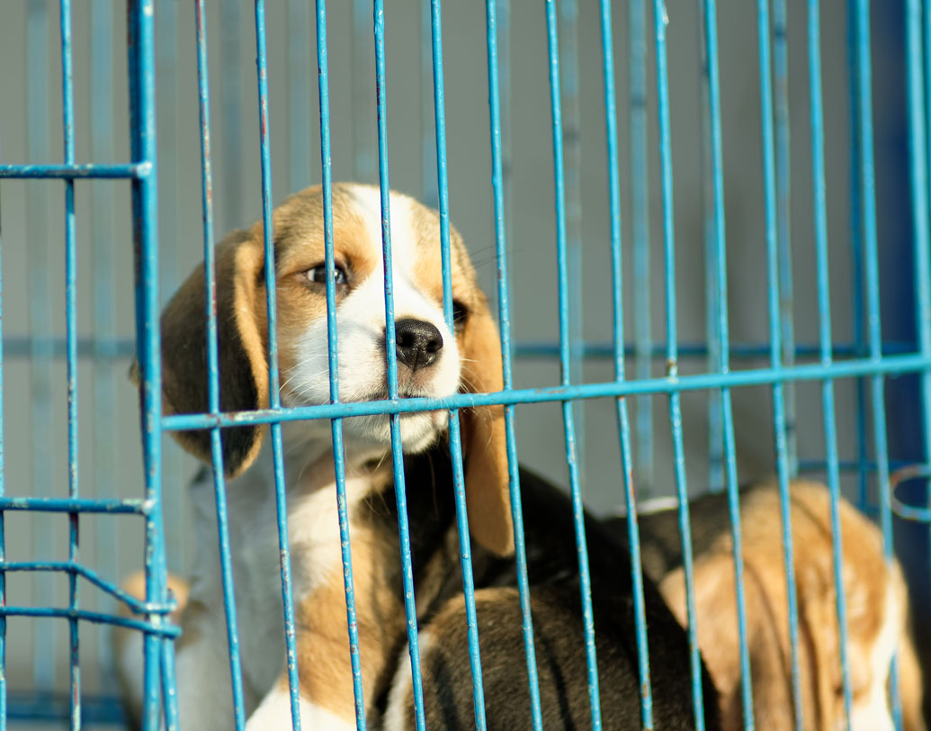 যখন প্রথম দেখা হয় দু’জনের, তখন তরুণীকে দেখেই ভয়ে খাঁচায় জড়োসড়ো হয়ে গুটিয়ে গিয়েছিল স্পার্কি। বেঙ্গালুরুর একটা প্রায় অন্ধকার ঘরে খাঁচাবন্দি জীবন কাটছিল তার। তখন সে ছিল গবেষণার ‘গিনিপিগ’। ওষুধ প্রস্তুতকারী ও কীটনাশক সংস্থাদের অধীনে থাকা শত শত বিগলের এক জন।